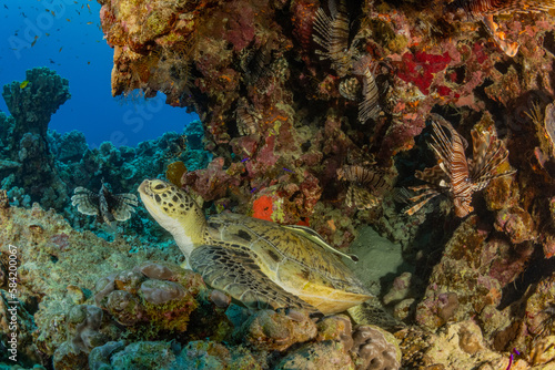Coral Reef Fish Turtle Stingray Little Big Planet