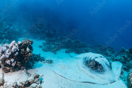 Coral Reef Fish Turtle Stingray Little Big Planet