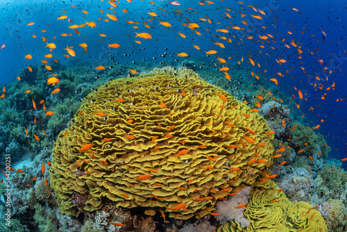Coralreef