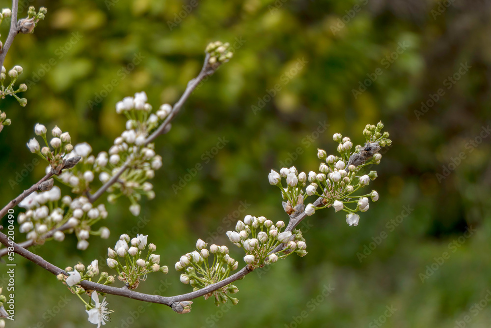 Delicate pink buds of a flowering pear tree close-up. Delicate pink buds of a flowering pear tree close-up.