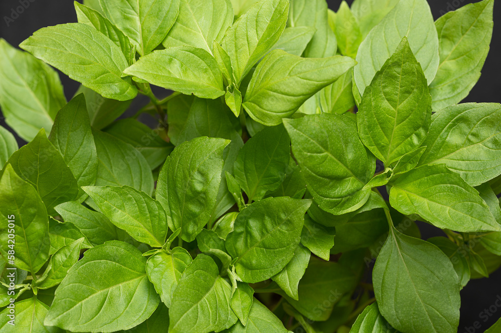 Fresh earlyseason Thai basil, from above. Green leaves of a sweet