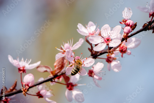 Bienenweide blutpfalum mit Honigbiene