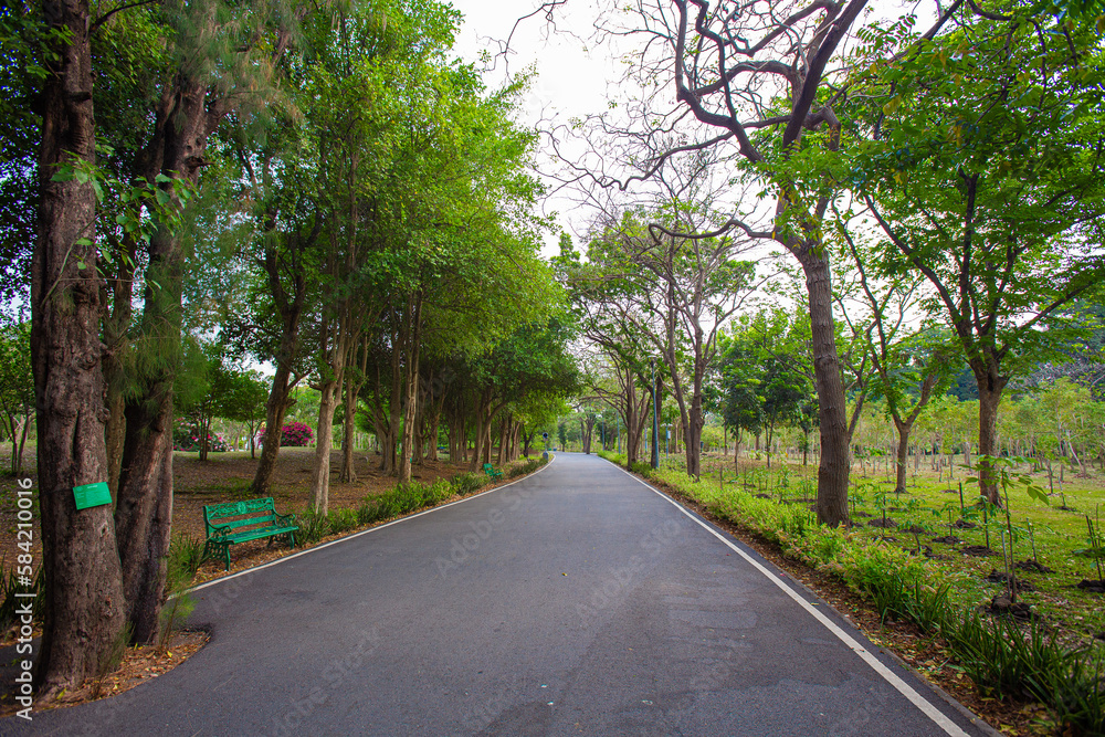 Long walking and running paths shaded by mature trees in the park Long walking and running paths shaded by mature trees in the park