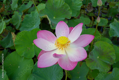 Big closeup Nelumbo nucifera or Sacred lotus or Indian lotus or Simply lotus in a beautiful lotus pool
