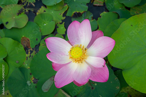 Big closeup Nelumbo nucifera or Sacred lotus or Indian lotus or Simply lotus in a beautiful lotus pool