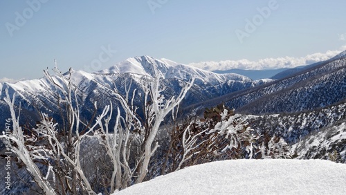 Wallpaper Mural A ice covered snow gum tree with snow capped mount feathertop in the background. Snowy winter landscape in the victorian alpine region of Australia Torontodigital.ca