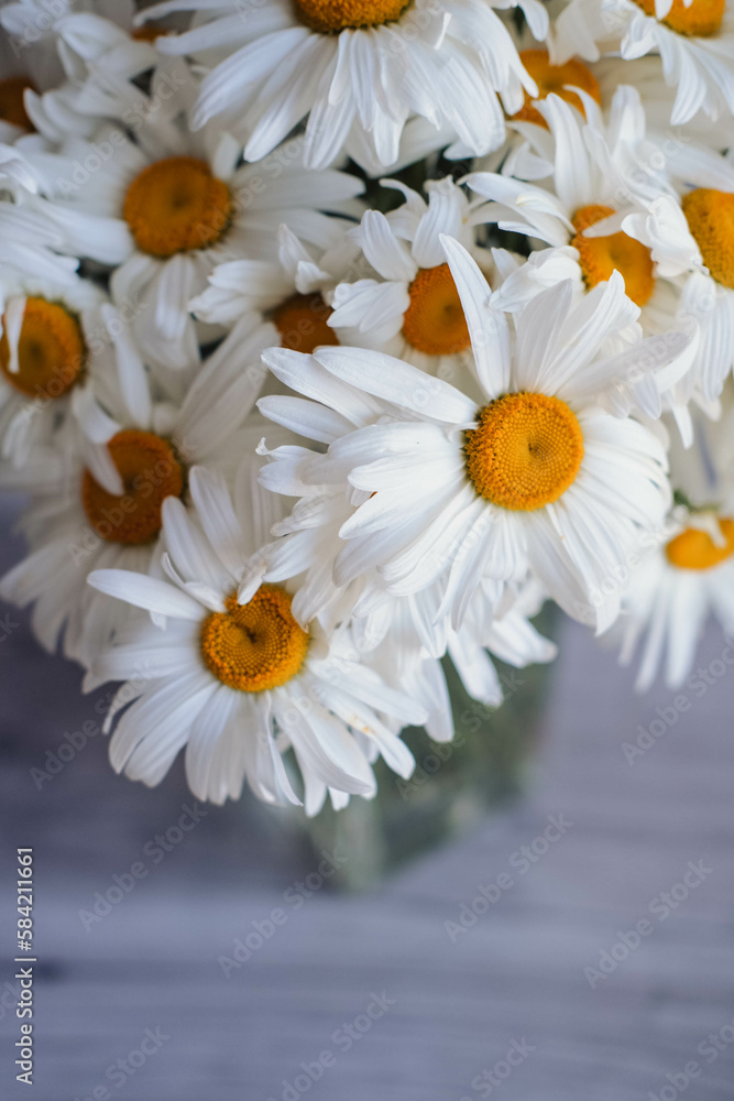 Beautiful bouquet of daisies on a white background.