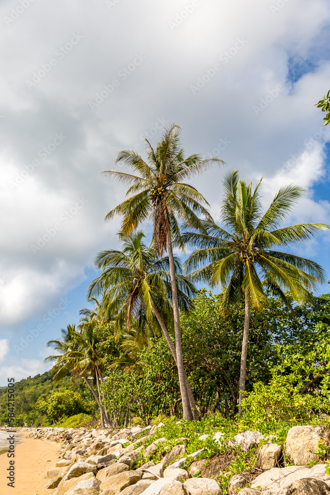 Palm Trees on White Beach of Mission Beach, Queensland, Australia.