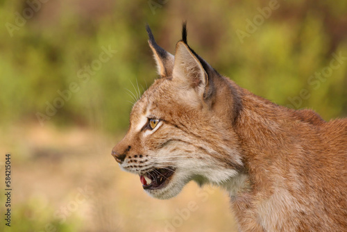 Lince boreal (Lynx lynx) © Armando Díaz
