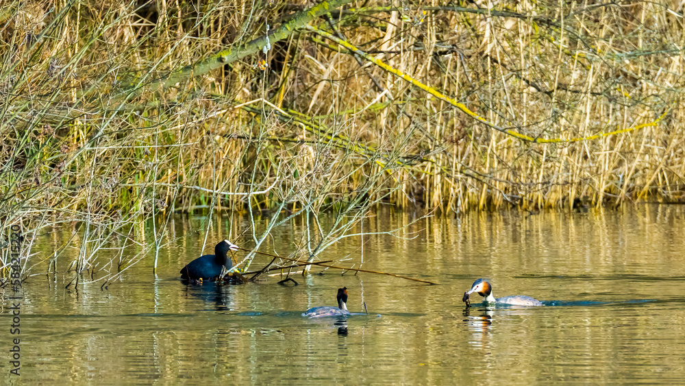 Obraz premium Coot destroys the nest of great crested grebe pair on lake