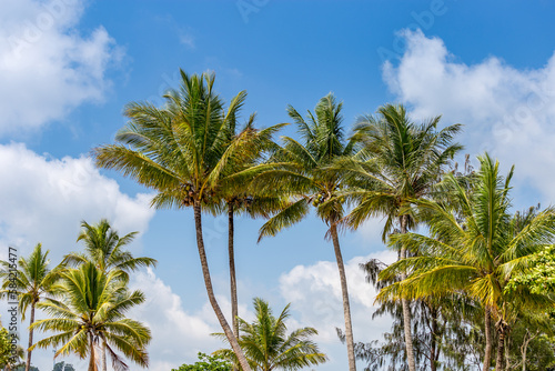 Coconut Palm Trees in Front of Blue Sky  Queensland  Australia