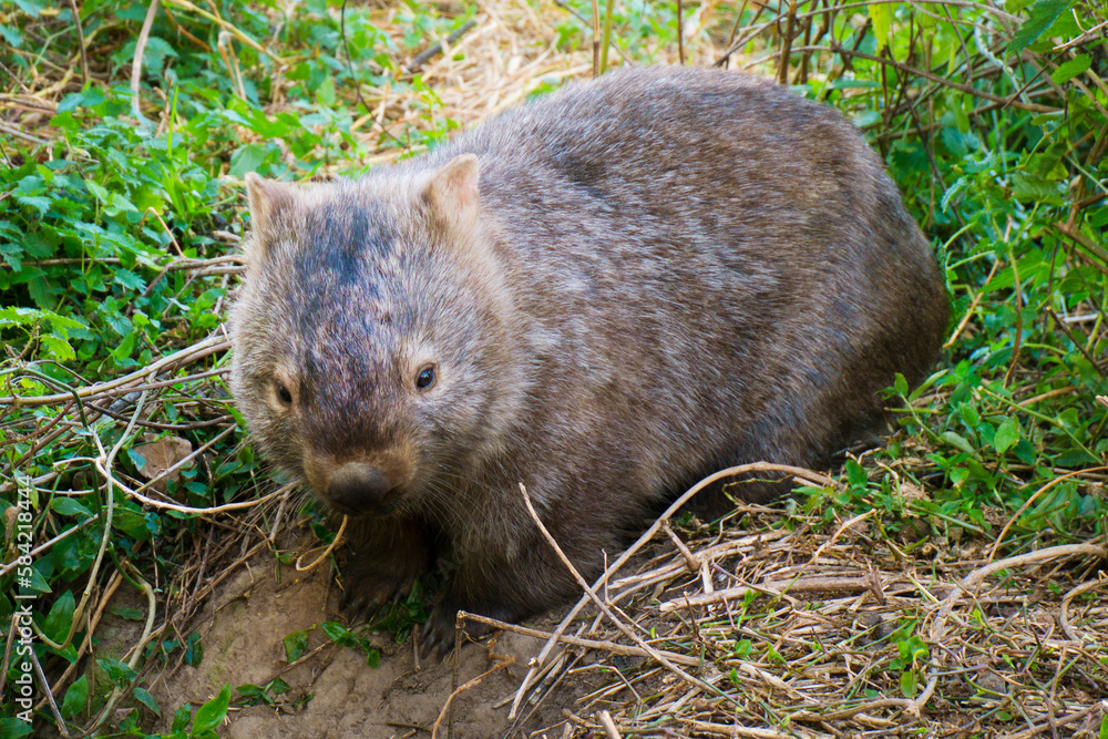 野生のウォンバット 野生のウォンバット