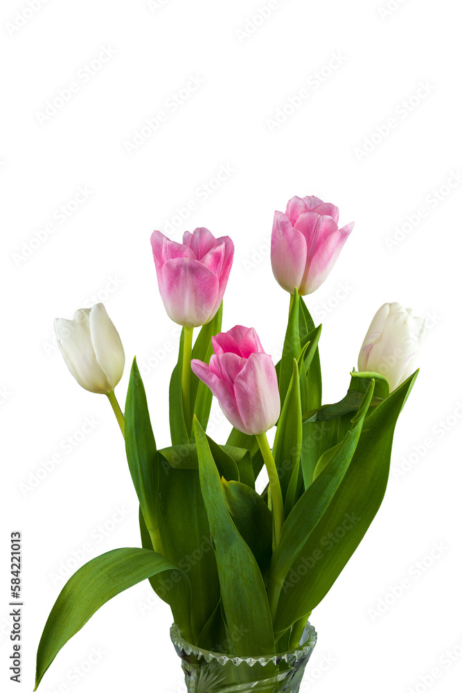 Bouquet of delicate tulips on a transparent background.