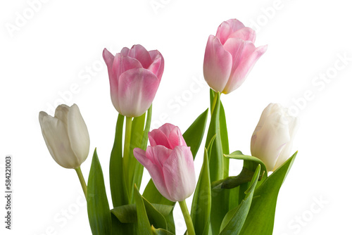 Bouquet of delicate tulips on a transparent background.