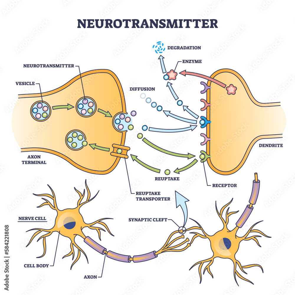 Neurotransmitter process detailed anatomical explanation outline diagram. Labeled educational scheme with vesicle, axon terminal, enzyme production and receptors vector illustration. Synapse impulse.