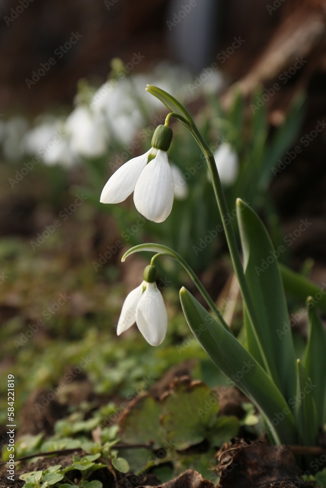 Beautiful white blooming snowdrops growing outdoors. Spring flowers Beautiful white blooming snowdrops growing outdoors. Spring flowers