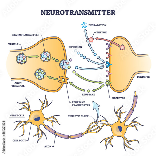 Neurotransmitter process detailed anatomical explanation outline diagram. Labeled educational scheme with vesicle, axon terminal, enzyme production and receptors vector illustration. Synapse impulse.