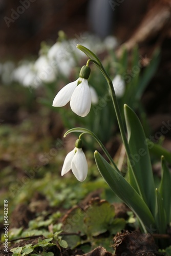 Beautiful white blooming snowdrops growing outdoors. Spring flowers