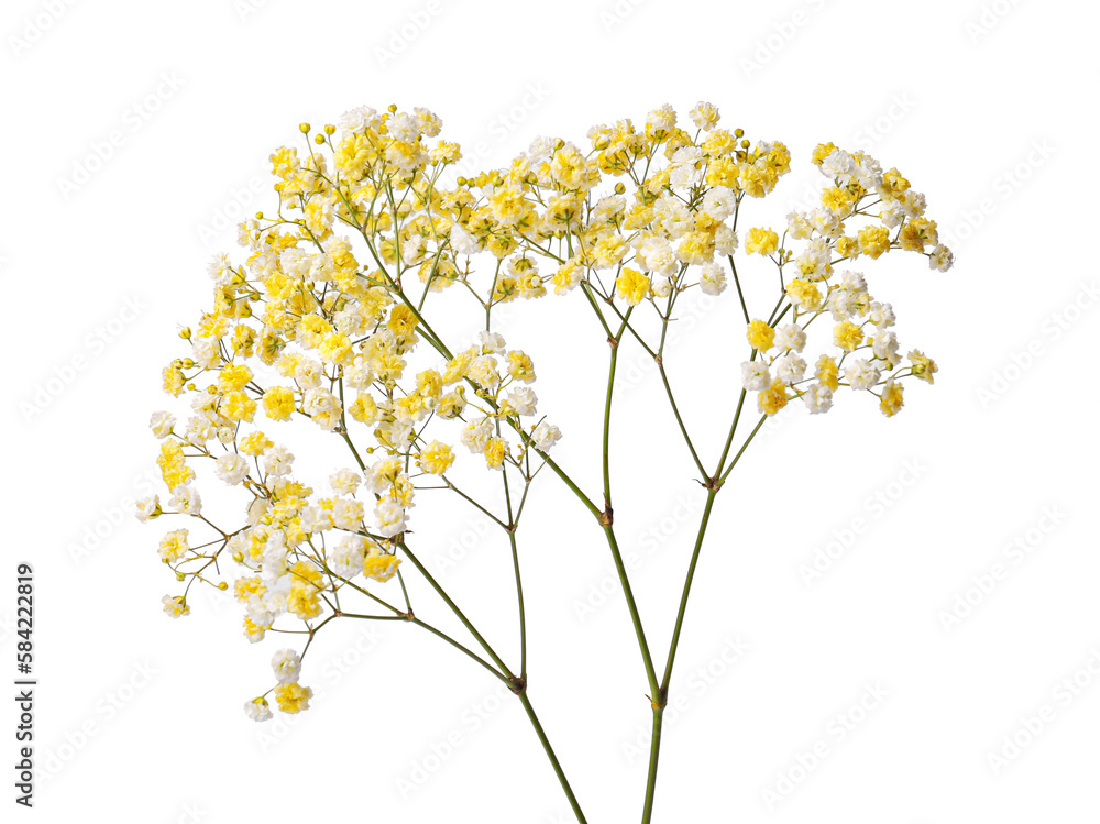Obraz premium Beautiful color gypsophila twig isolated on white