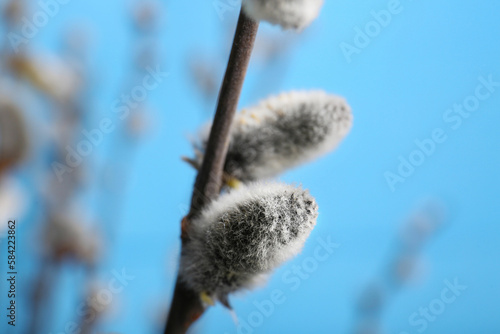 Beautiful blooming willow branch on light blue background, closeup