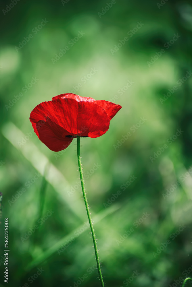 Naklejka premium Red spring poppy