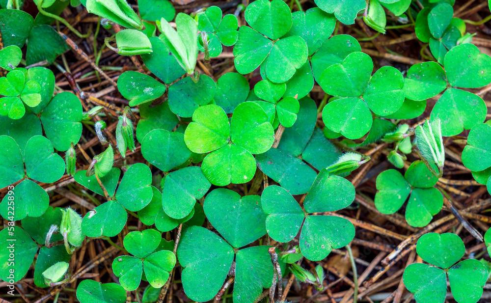 green clover texture closeup, forest nature background pattern of shamrock, trefoil green ground backdrop macro green clover texture closeup, forest nature background pattern of shamrock, trefoil green ground backdrop macro