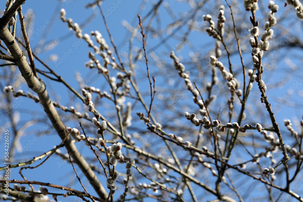 Beautiful pussy willow branches with flowering catkins against blue sky Beautiful pussy willow branches with flowering catkins against blue sky