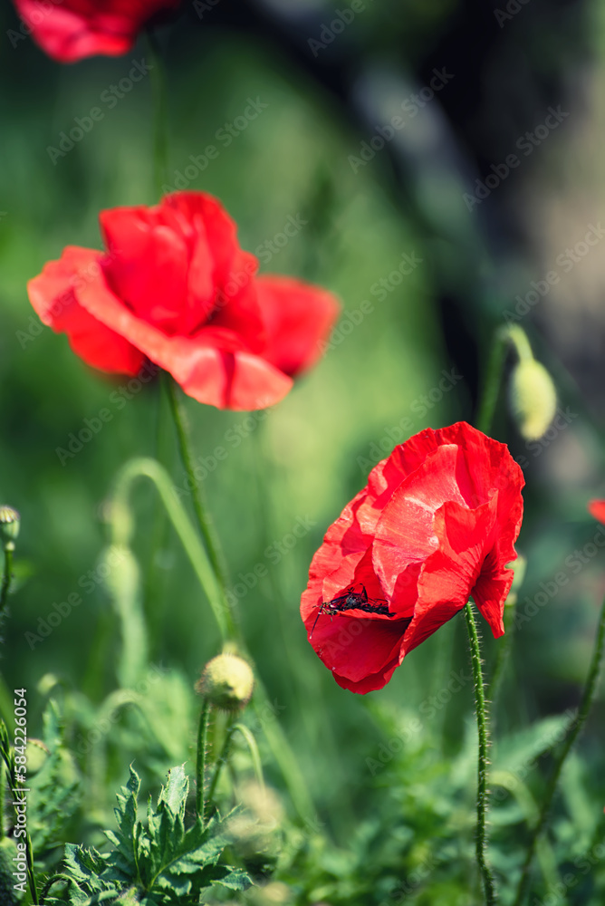 Obraz premium Red spring poppy