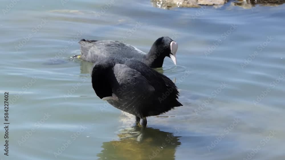 Eurasian coot in the lake. Fulica atra

