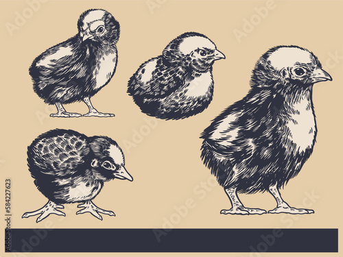 Poultry Farm Vintage Illustration. Engraved Chicken, Roster, baby chick and egg illustrations. Rural natural bird farming. Poultry business. (ID: 584227623)