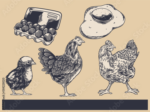Poultry Farm Vintage Illustration. Engraved Chicken, Roster, baby chick and egg illustrations. Rural natural bird farming. Poultry business. (ID: 584228020)