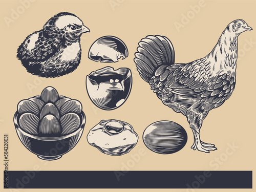 Poultry Farm Vintage Illustration. Engraved Chicken, Roster, baby chick and egg illustrations. Rural natural bird farming. Poultry business. (ID: 584228031)