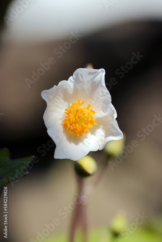 Under the spring sunshine, white snow poppies bloom with a beautiful contrast of white and orange. photo