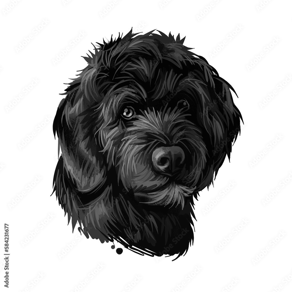 Portuguese Water dog portrait isolated on white. Digital art