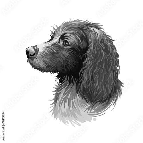 Pont-Audemer Spaniel dog portrait isolated on white. Digital art illustration of hand drawn dog for web, t-shirt print and puppy food cover design. Epagneul Pont-Audeme rare breed of French gundog. photo