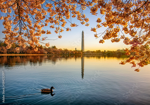 Sunrise Cherry Blossoms with duck and Washington Monument