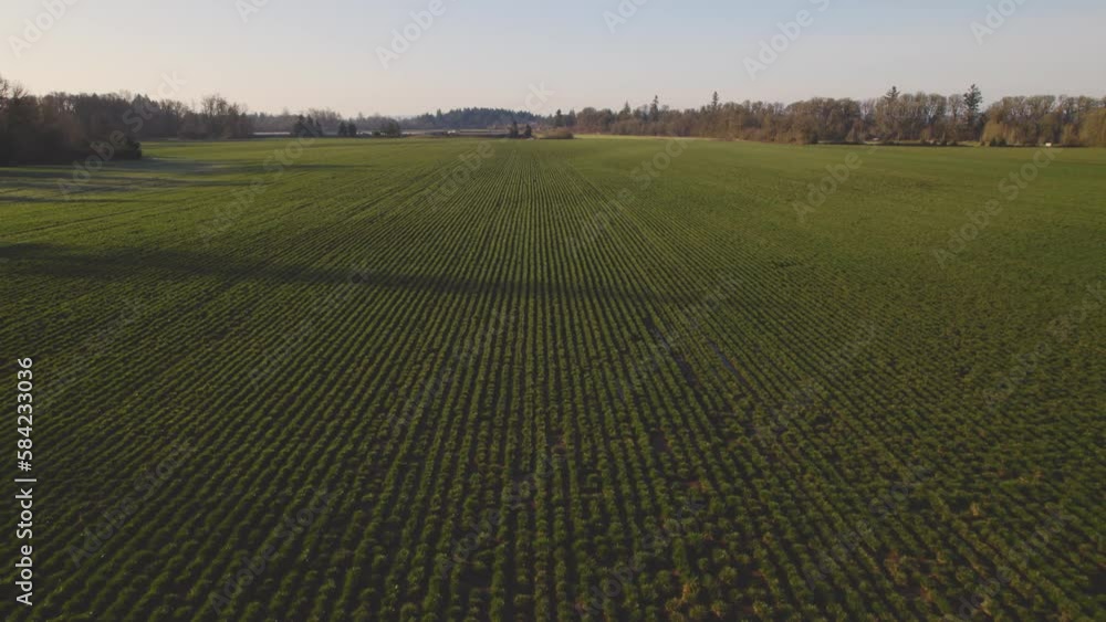 Agriculture crop rows of emerald green crops perfectly organized Agriculture crop rows of emerald green crops perfectly organized