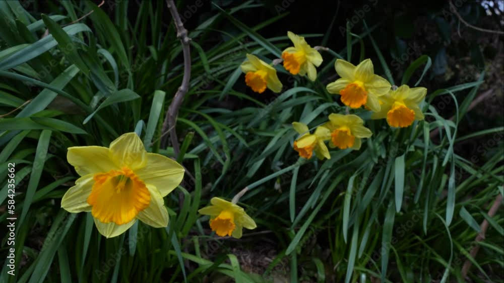 Daffodils sway in the wind in the spring garden Daffodils sway in the wind in the spring garden