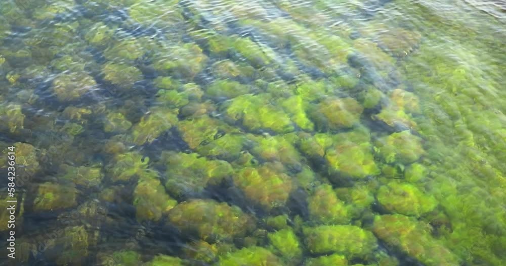 Clear water with waves in the sea, stones covered with moss and algae underwater in summer. Clear water with waves in the sea, stones covered with moss and algae underwater in summer.