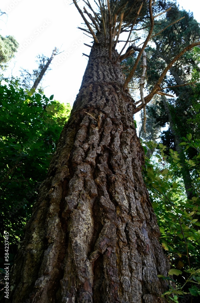 Fototapeta premium tree in the forest