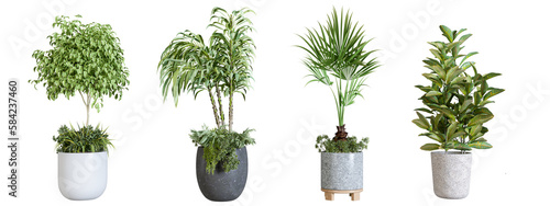 Plants in 3d rendering. Beautiful plant in 3d rendering isolated.