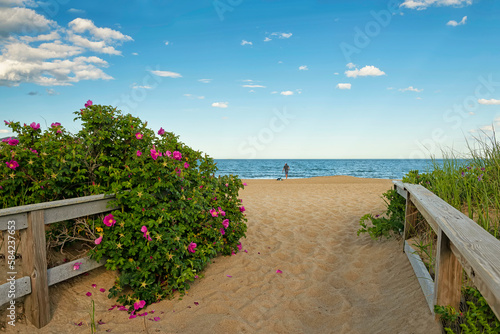 Summer view of the ocean coast. Path among wild roses leading to the ocean.USA. Maine.
