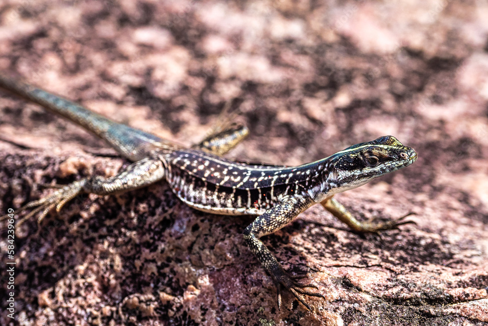 Lizard at the Buracao waterfall, Ibicoara, Chapada Diamantina in Bahia, Brazil Lizard at the Buracao waterfall, Ibicoara, Chapada Diamantina in Bahia, Brazil