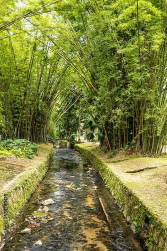 Beautiful view of the flora in the Botanical Garden  Jardim Botanico of Rio de Janeiro  Brazil