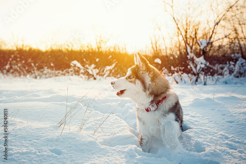 Winter Brown husky playing in the snow 