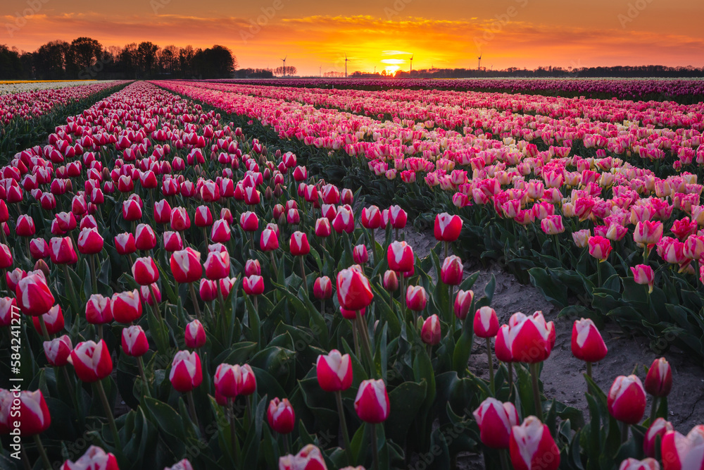 Fototapeta premium Amazing fields of colorful tulips in the Netherlands bathed in golden hour during sunset.