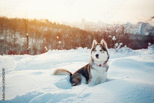Fototapeta Naklejka Na Ścianę i Meble -  Winter Brown husky playing in the snow 