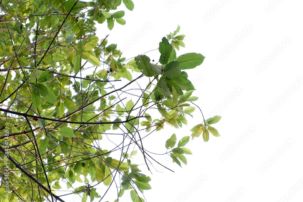In selective focus Kratom leaves with branches on white isolated background for green foliage backdrop In selective focus Kratom leaves with branches on white isolated background for green foliage backdrop
