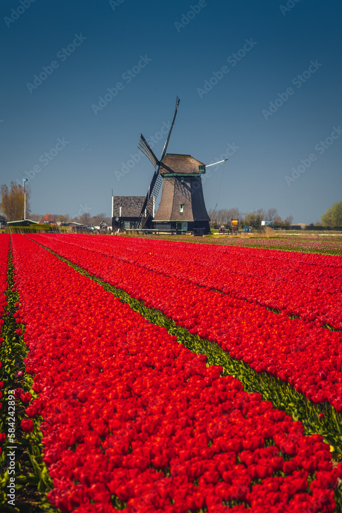 Spring view of a windmill among tulips - a classic Dutch landscape.