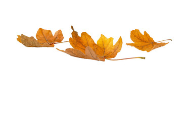 Heap of dry yellow brown maple fallen leaves isolated transparent png. Autumn season.